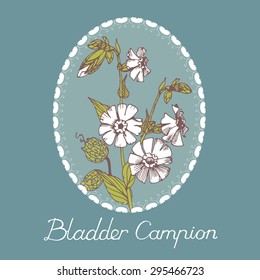 Bladder campion flowers with framework and writing, vector design