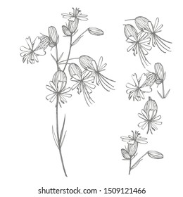 Bladder campion flowers. Set of drawing cornflowers, floral elements, hand drawn botanical illustration. Good for cosmetics, medicine, treating, aromatherapy, nursing, package design, field bouquet