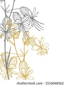 Bladder campion flowers. Set of drawing cornflowers, floral elements, hand drawn botanical illustration. Good for cosmetics, medicine, treating, aromatherapy, nursing, package design, field bouquet