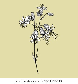 Bladder campion flowers. Set of drawing cornflowers, floral elements, hand drawn botanical illustration. Good for cosmetics, medicine, treating, aromatherapy, nursing, package design, field bouquet