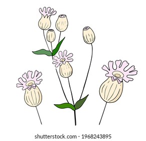 bladder campion, Silene, the drawing is made by hand, doodle. Garden plant with flowers. Vector illustration