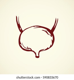 Bladder capsule duct excretion in abdomen isolated on white background. Freehand linear red ink hand drawn picture logo sketchy in art doodle retro style pen on paper. Closeup view with space for text
