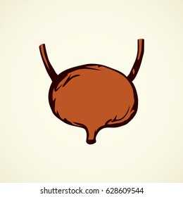 Bladder capsule duct excretion in abdomen isolated on white background. Freehand linear red ink hand drawn picture logo sketchy in art doodle retro style pen on paper. Closeup view with space for text