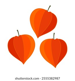 bladder cherry fruit flat vector illustration clipart isolated on white background