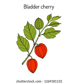 Bladder cherry (Physalis alkekengi), medicinal plant. Hand drawn botanical vector illustration