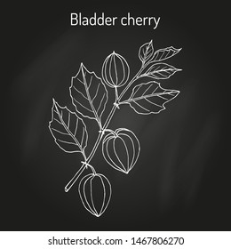 Bladder cherry (Physalis alkekengi), medicinal plant. Hand drawn botanical vector illustration