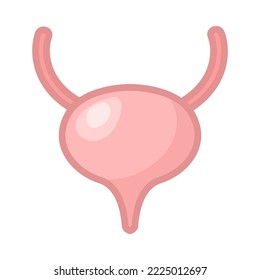 Bladder of female body vector illustration. Internal human organ, urinary system, urinary bladder on white background. Education, anatomy concept