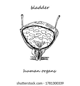 Bladder. Hand-drawn icon isolated on white background Human internal organs. Line sketch style. Design concept for medical project, poster. Diseases of genitourinary system. Vector illustration