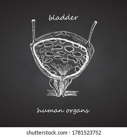 Blase. Handgezeichnete Symbol einzeln auf schwarzem Chalkboard-Hintergrund Menschliche innere Organe. Sketch-Stil. Design-Konzept für medizinisches Projekt, Poster. Erkrankungen des Genitalsystems. Vektorgrafik