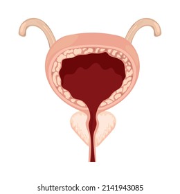 bladder human body part icon