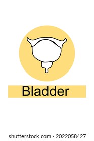 Bladder Human internal orange icon-set.line art,doodle for background,study. Isolate on white background. Vector illustration.