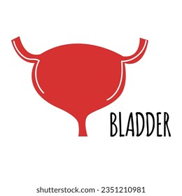 Bladder illustration on white background. Flat style. Vector