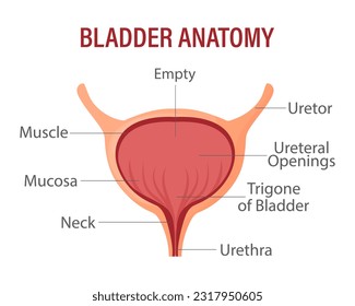 Bladder, internal human organ. Anatomy of the human organ. Medicine, healthcare and science. infographic banner