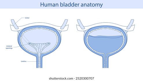 La vejiga, un órgano humano interno. Anatomía de un órgano humano dibujado a mano.