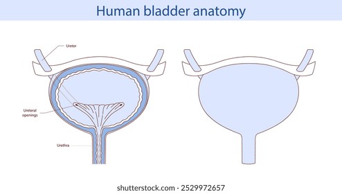 La vejiga, un órgano humano interno. Anatomía de un órgano humano dibujado a mano.