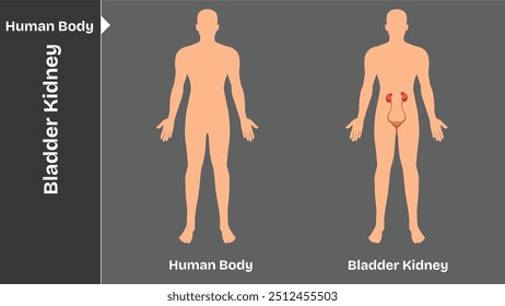 Blase Niere, Innere Organe des menschlichen Körpers Kreislauf Nerven- und Skelettsysteme Anatomie und Physiologie flache pädagogische Vektorgrafik