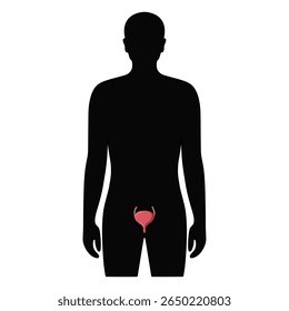 Órgão vesical no corpo humano. Bexiga de ilustração no corpo masculino. Design vetorial para cartaz médico, doador, ícone e educação
