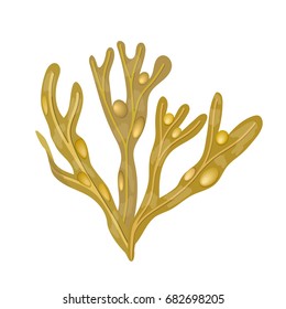 Bladderwrack Seaweed - Fucus vesiculosus. sea plant. realistic isolated on white. vector illustration. for menu, web design, food design, health care products, cosmetics