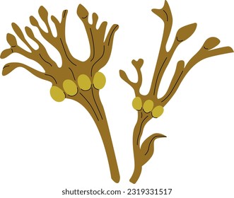 Bladderwrack vector illustration. Black tang seaweed. Edible algae.