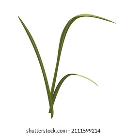 Eine Grashalle für Bouquets. Zweige Grünelemente von Pflanzen auf weißem Hintergrund. Vektorgrafik.