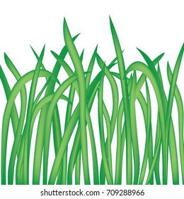 blade of grass isolated on white background- vector illustration