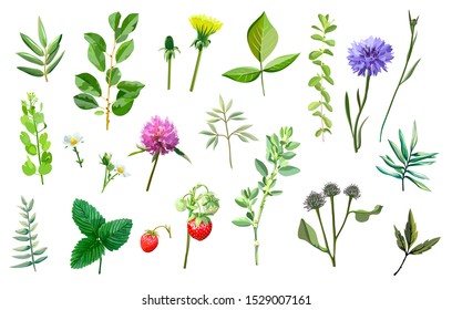 Blades of grass, flowers, and plant leaves. set of color illustrations on a white