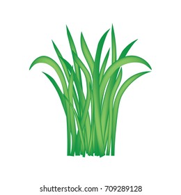 blades of grass isolated on white background- vector illustration