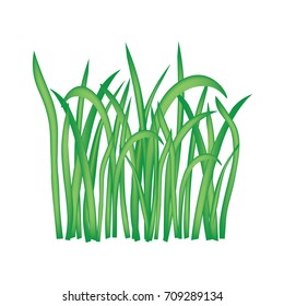 blades of grass isolated on white background- vector illustration