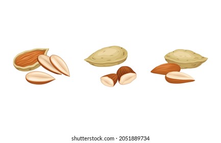 Blanched and Unshelled Almond Nut as Edible Seed Vector Set