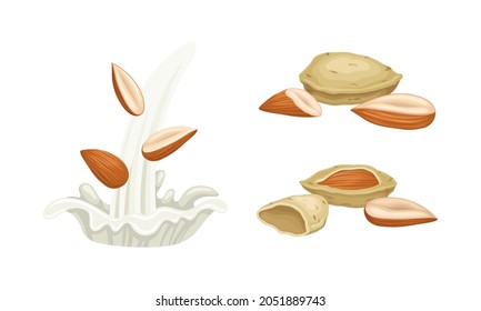 Blanched and Unshelled Almond Nut as Edible Seed and Milk Splash Vector Set