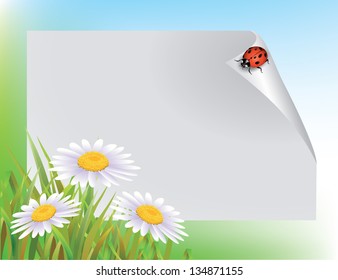 Blank sheet of paper and a ladybug on Camomile