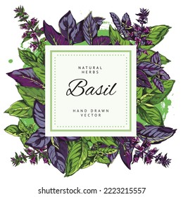 Blank square badge on backdrop of basil plants, hand drawn sketch style vector illustration isolated on white background. Design for basil packaging and food label.