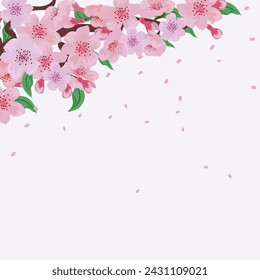 Blank Square Template with Cherry Blossom.