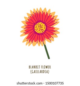 Blanket flower flat vector botanical illustration. Hand drawing of exotic, tropical plant. Isolated clipart with typography. Icon, logo design element for florist shop business 