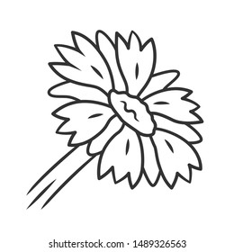 Blanket flower linear icon. Thin line illustration. Gaillardia aristata garden plant. Arizona apricot. Blooming wildflower. Summer and spring blossom. Contour symbol. Vector isolated outline drawing