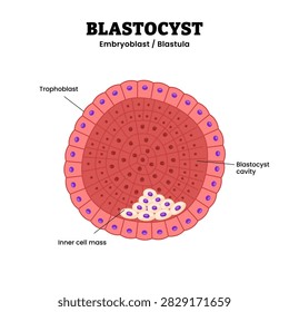 Blastocyst cell structure anatomy diagram infographic showing early embryonic stage with trophoblast, blastocyst cavity, and inner cell mass, multicellular eukaryotic organism pre implantation phase