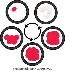 Blastozystenkultur in milder Stimulation Vektorfarbsymbol Design, In-Vitro Fertilisation Symbol, Schwangerschaft und Geburtshilfe Zeichen, Test-Tube Babyprozedur Stock-Illustration, Embryokulturkonzept