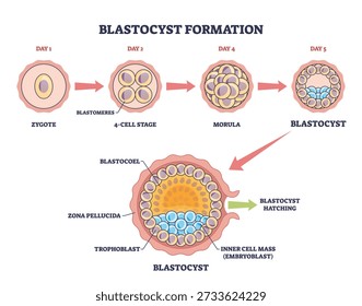 Blastocyst formation shown as stepwise early embryo development, moving from zygote to morula to blastocyst with labeled inner cell mass and trophoblast. Outline diagram