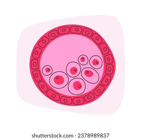 Blastocyst Human Cells Vector Illustration