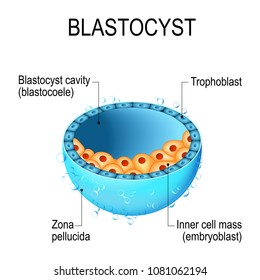 blastocyst. Human blastocyst, with inner cell mass. the mammalian conceptus in the post-morula stage, consisting of the trophoblast and an inner cell mass.