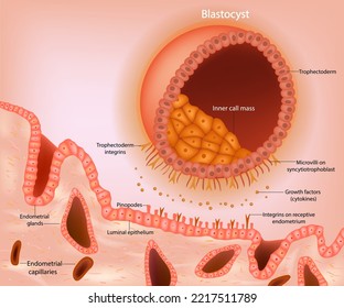 Blastocyst implantation. A schematic representation of a blastocyst approaching the receptive endometrium. Appearance of pinopodes. Early signaling between the blastocyst. Embryonic Development