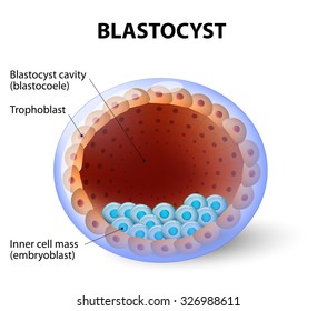 blastocisto. o conceito de mamífero no estágio pós-morula, consistindo no trofoblasto e uma massa celular interna.