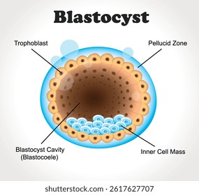 Blastocyst. Stage of development of the embryo of placental mammals. Education vector illustration