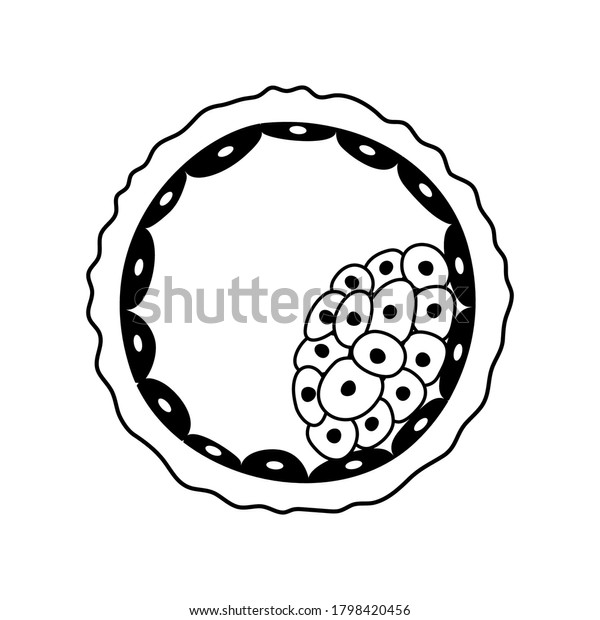 Blastocyst Stem Cell Icon Embryo Development Stock Vector (Royalty Free ...