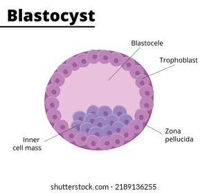 Blastocyst Structure Embryology First Week Pregnancy Stock Vector ...