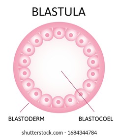 Blastula Hollow Sphere Cells Surrounding Cavity Stock Vector (royalty 