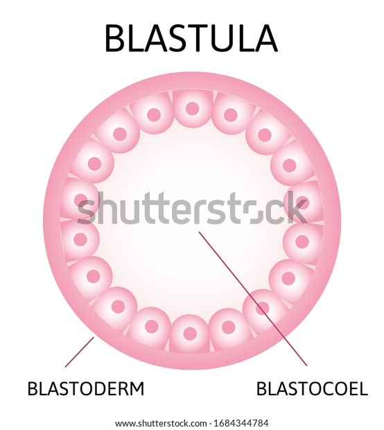 ブラスチュラ 空洞性胞胚腔を囲む細胞の中空球 受精卵の分節段階 ヒト胚発生 ベクターイラスト のベクター画像素材 ロイヤリティフリー