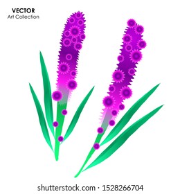 Blazing star flower isolate, Vector illustration design element