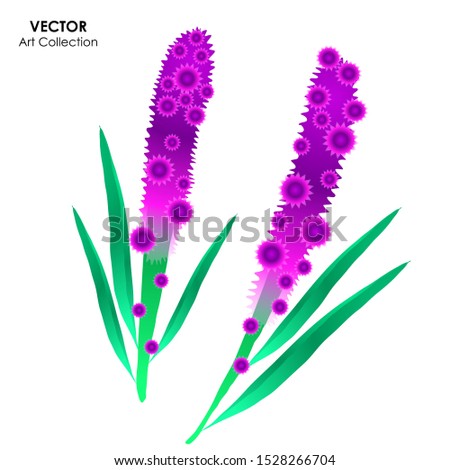 Blazing star flower isolate, Vector illustration design element