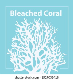 Bleached Coral.  Coral Bleaching occurs rising sea temperatures and Global Warming are killing coral reefs 